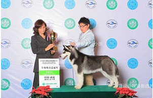 2012年CKU西安全犬种冠军展，比赛成绩汇总