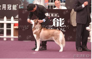 2005上海亚洲宠物展中国犬展,ROMEO 赢得BOB