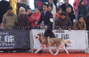 2005CPC杯国际名犬展年度盛典,Romeo赢得BIG