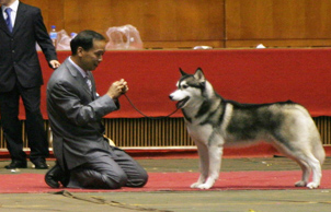 Blcker 赢得2006年11月南京犬业协会全犬种冠军展RBIS