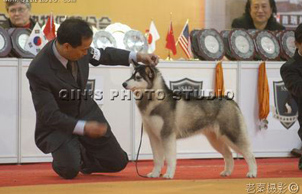 2006第三届中国上海宠物嘉年华, Romeo直女Cassy 赢得幼犬母犬组冠军