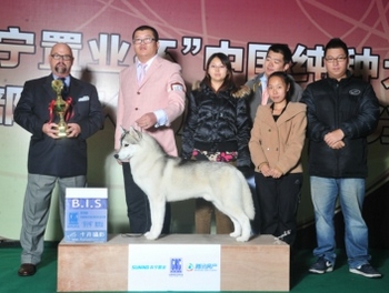 本年度最后的犬展――南京CKC腾讯苏宁杯冠军积分赛
