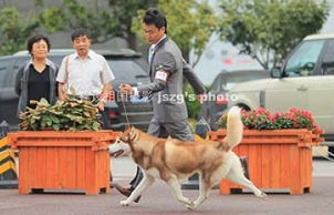 一分耕耘一分收获，一次次的挥汗如雨，换回那成功的喜悦--10月1-2日上海CKC全犬种大赛