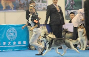 经过几个月的休赛期，首战，我们迎来了2011年9月17-18郑州CKU全犬种大赛