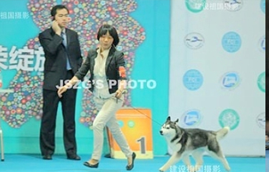 2011年5月28-29日，上海CKU，全犬种大赛比赛成绩汇总。。