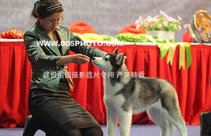 2011年4月19-20日，JNKC全犬种大赛--上海站 获得BIS等多个奖项
