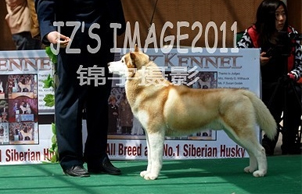 2011年4月3-4日NGKC江苏省全犬种大赛冠军展