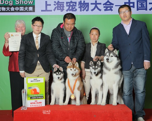 3月12-13日，上海宠物大会-中国犬赛，来宝哈士奇再创辉煌-夺得BIS等多个奖项