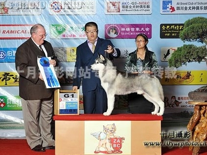 9月11-12日，金华NGKC全犬种大赛，又一次大丰收。