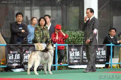 2005中国山东首届犬业展览会,Blocker赢得BIG