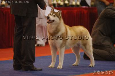 2005天津市第二届国际宠物展暨文文杯世界名犬展评大赛, Romeo赢得RBIS