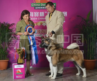 2013年8月24日至25日上海亚洲宠物展美系秋田Forest荣获OPEN BIS1双冠王