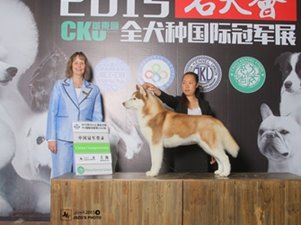 2015年4月CKU上海东亚展馆全犬种国际冠军展，来宝众小将载誉归来~