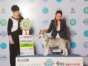 2015年5月底杭州CKU，来宝犬业精彩赛事集锦